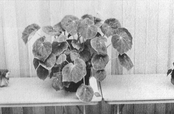 B. ‘Otto Alfred’